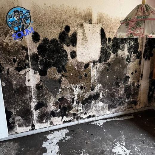 Mur envahi de moisissure noire sur toute sa hauteur, débris blancs répandus au sol
