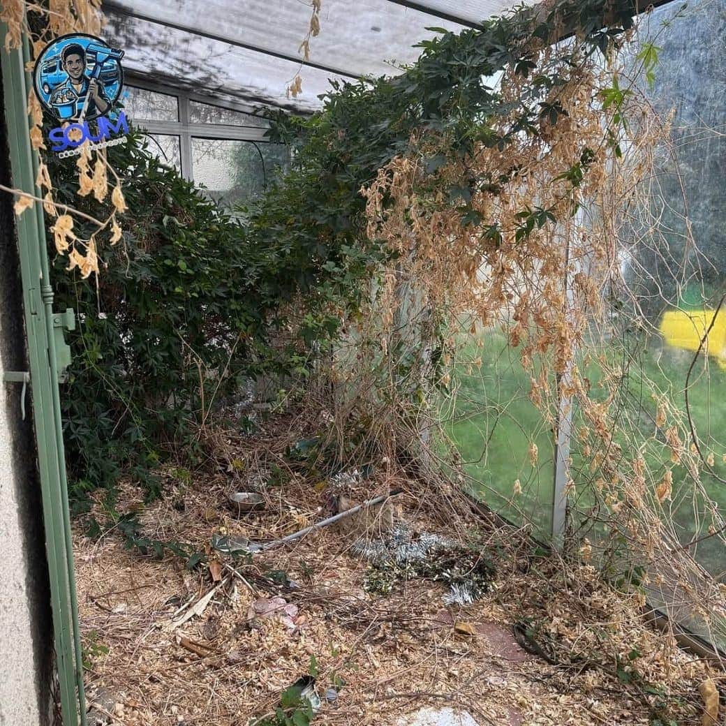 Véranda envahie par une végétation sèche et dense plaquée contre les vitres